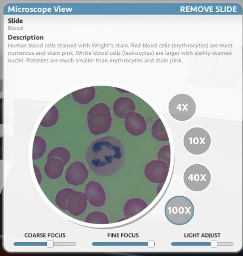 red blood cell microscope 100x