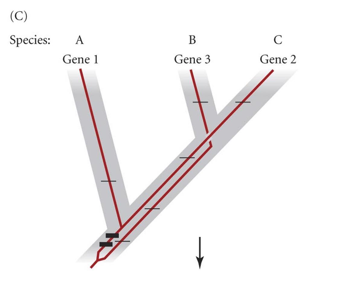 Solved (A) Species: A Gene 1 B Gene 2 С Gene 3 V (B) | Chegg.com