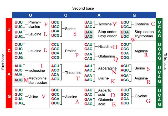 Solved Below is a fully edited eukaryotic mature mRNA. Using | Chegg.com