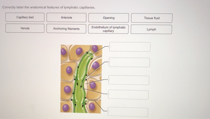 Solved Correctly label the anatomical features of lymphatic | Chegg.com