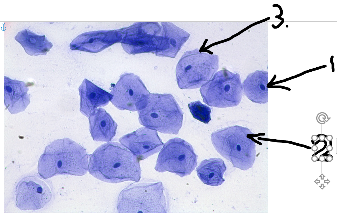 cheek cells under microscope labeled