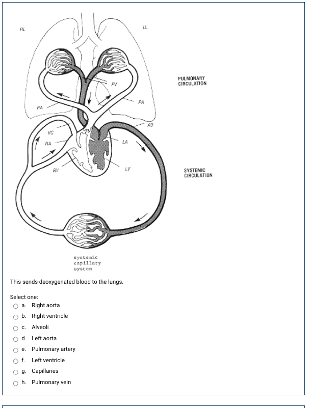 This sends deoxygenated blood to the lungs.
Select one:
a. Right aorta
b. Right ventricle
c. Alveoli
d. Left aorta
e. Pulmona