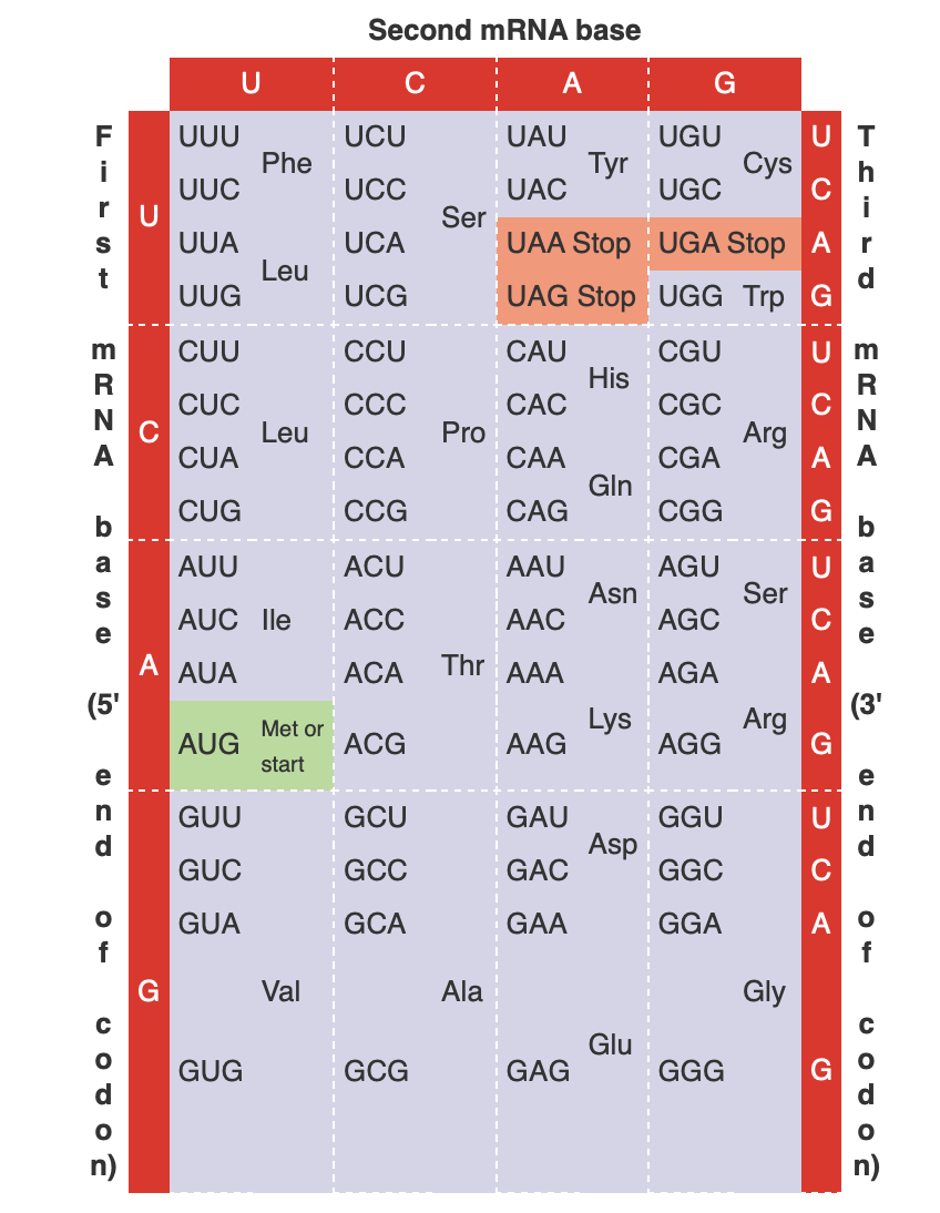 solved-when-a-base-substitution-mutation-occurs-one-chegg