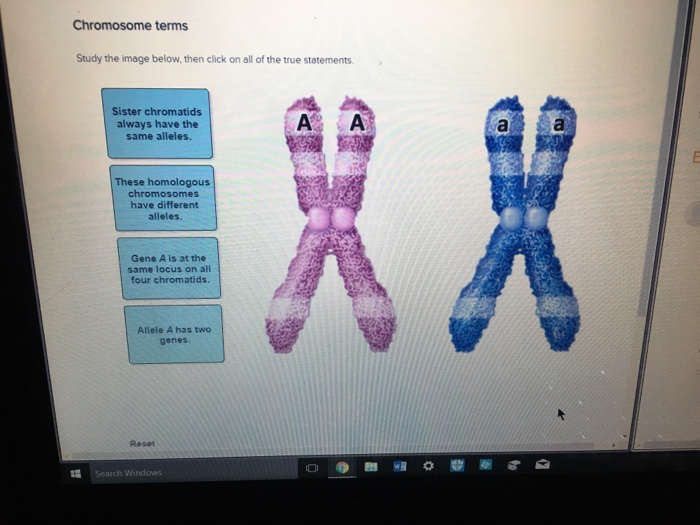 Solved Chromosome terms Study the image below, then click on | Chegg.com