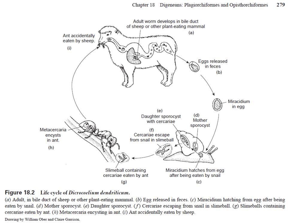 dicrocoelium dendriticum life cycle