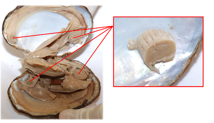 Solved Virtual Clam Dissection Indicate which is the ventral | Chegg.com