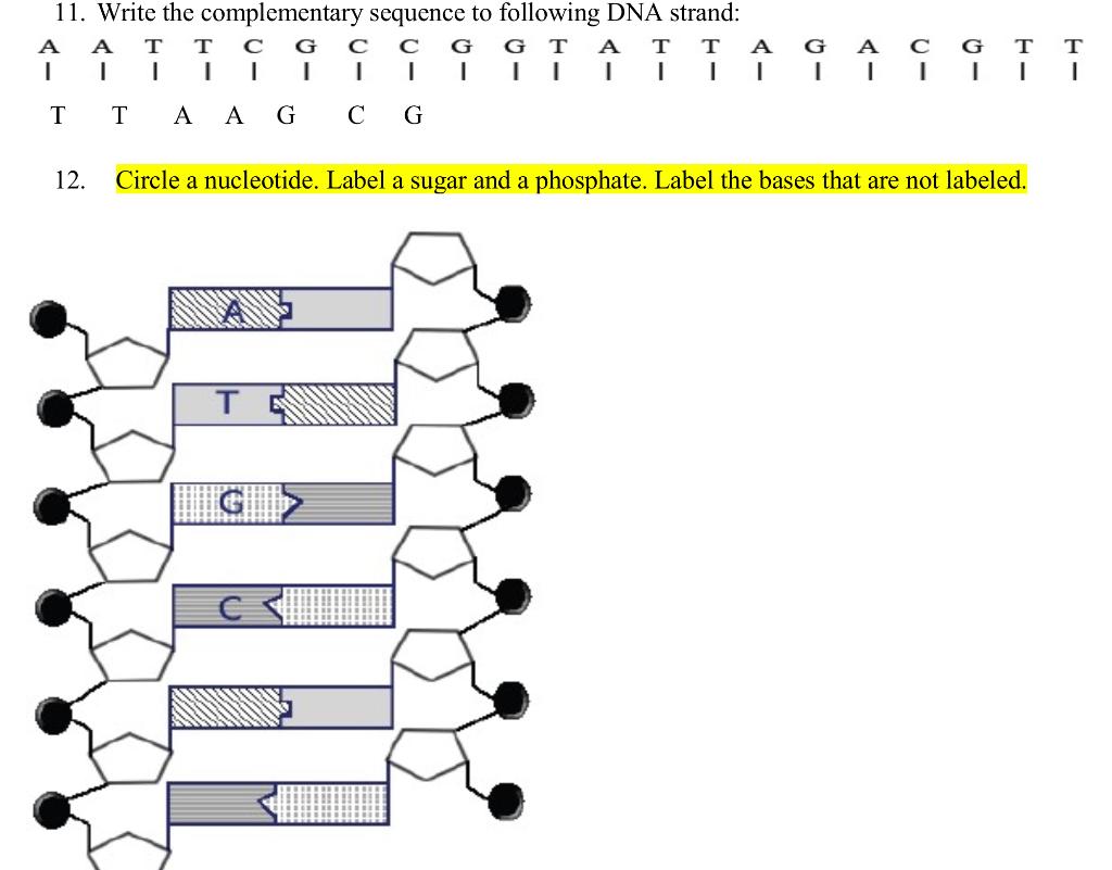 Solved 2 Circle A Nucleotide Label A Sugar And A 5295