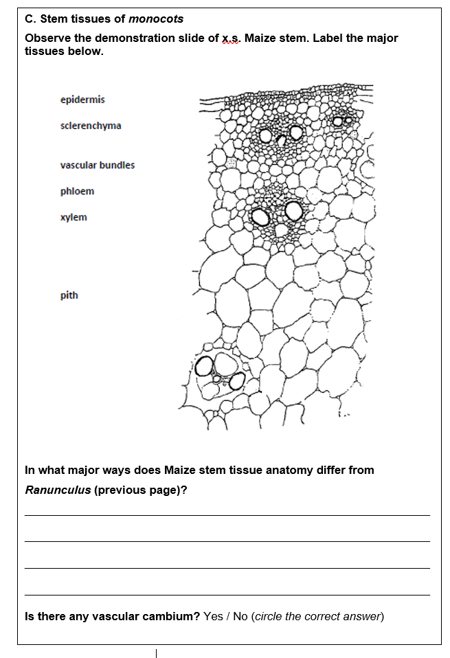 Solved ACTIVITY 2: STEM The tissue systems of the shoot | Chegg.com