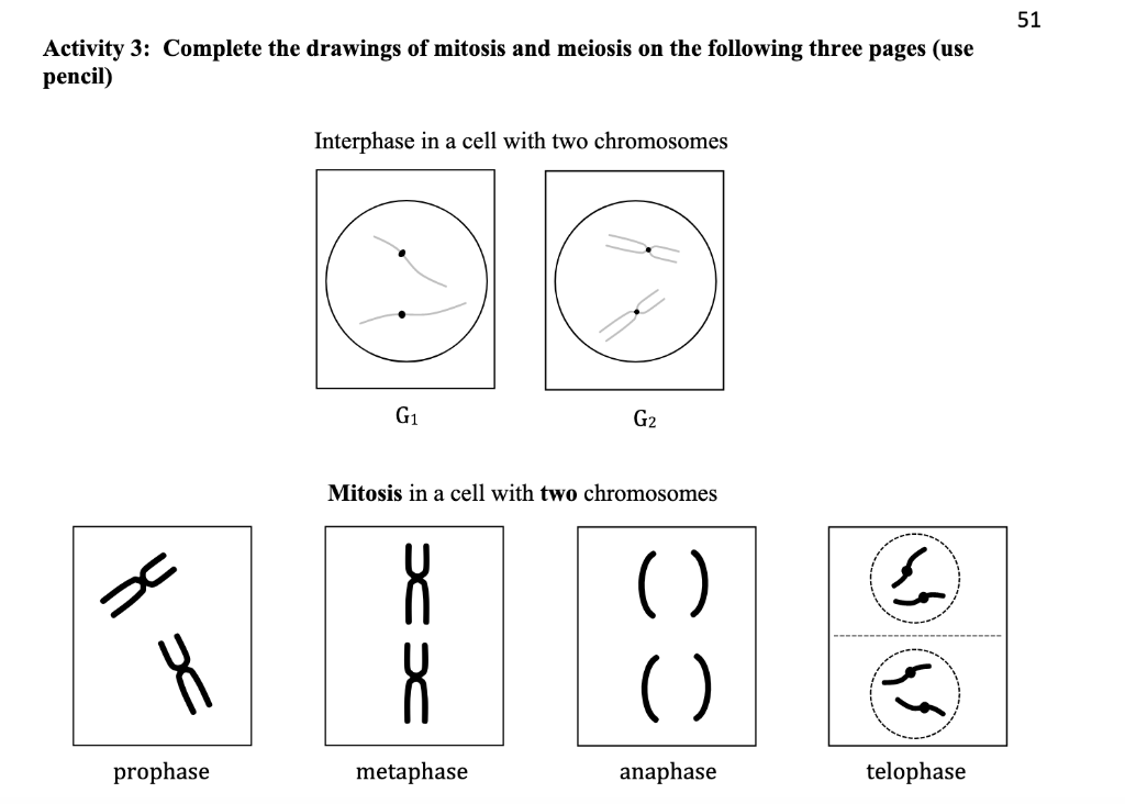 Solved Activity 3: Complete the drawings of mitosis and | Chegg.com