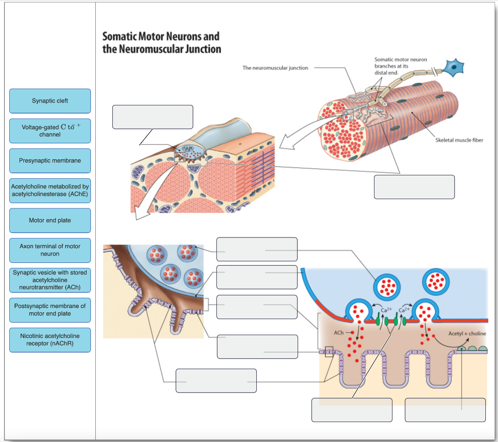 Solved Drag the labels onto the diagram to identify parts of
