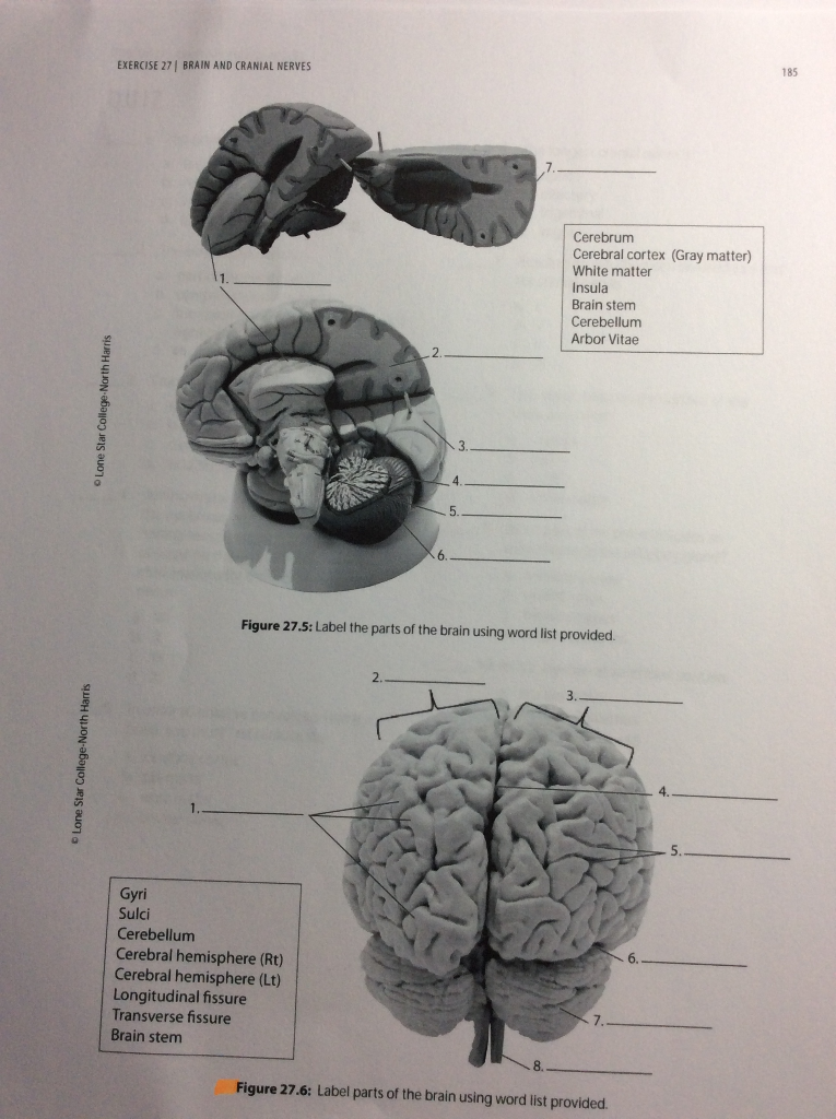 Solved 191 EXERCISE 27, BRAIN AND CRANIAL NERVES QUIZ 1.