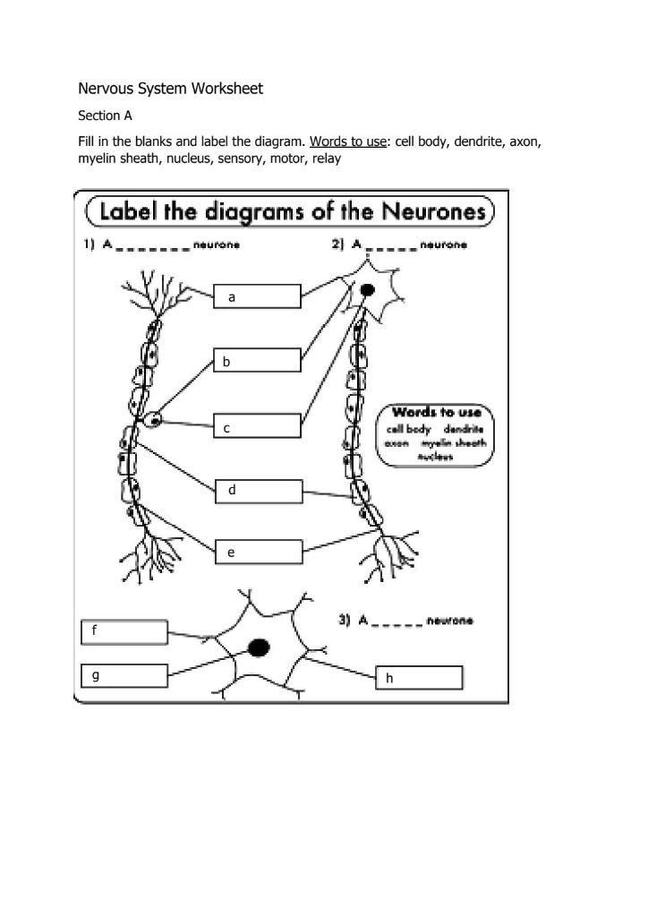 Nervous System Worksheet
Section A
Fill in the blanks and label the diagram. Words to use: cell body, dendrite, axon, myelin 