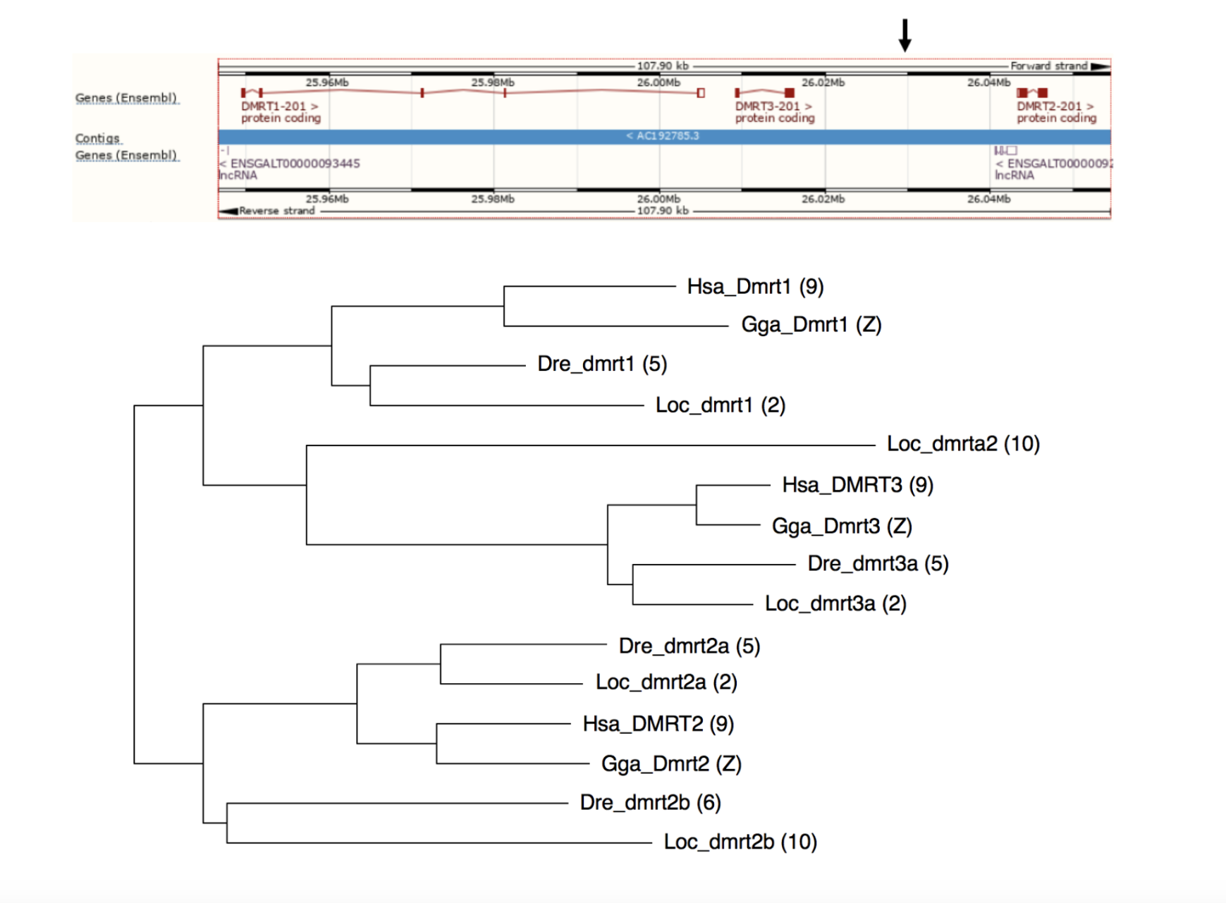 Using filled circles indicate the speciation events,
