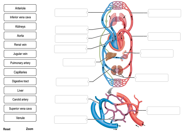 Solved Arteriole Inferior vena cava Kidneys Aorta Renal vein | Chegg.com