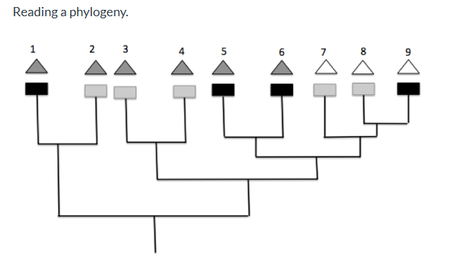 Solved Reading A Phylogeny. Part A: Based On The Phylogeny | Chegg.com