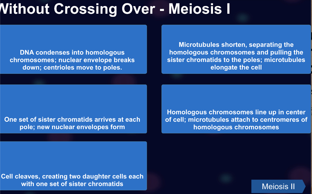 Solved Nithout Crossing Over - Meiosis I Microtubules | Chegg.com