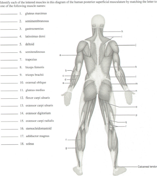 Solved Identify each of the lettered muscles in this diagram | Chegg.com