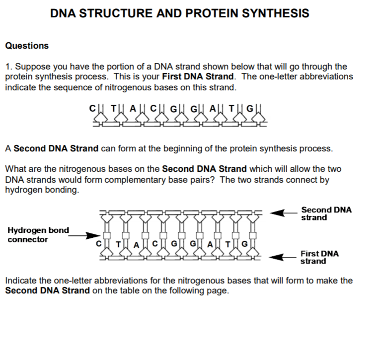 Dna Structure And Protein Synthesis Questions 1 Chegg Com