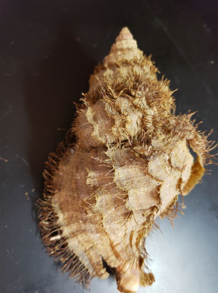 Solved What is the fuzzy stuff on the shell called and what | Chegg.com