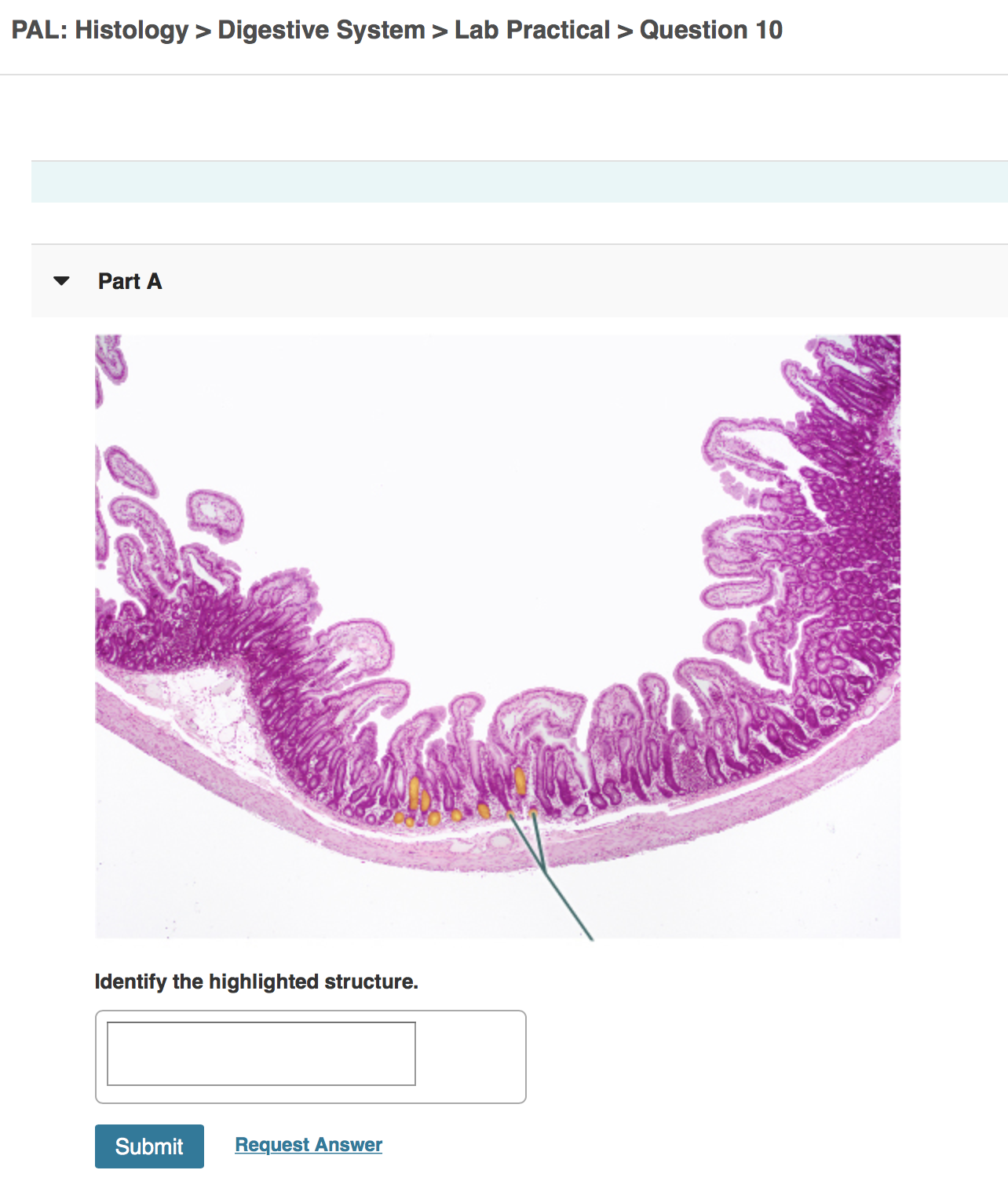 Solved PAL: Histology > Digestive System > Lab Practical > | Chegg.com