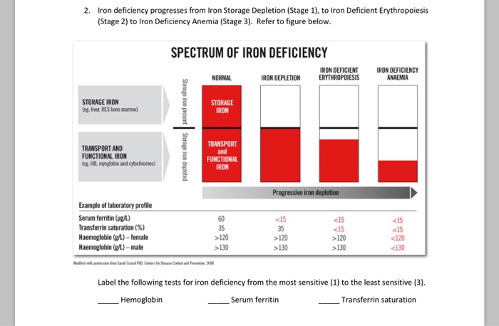 Iron Deficiency Anemia Stages