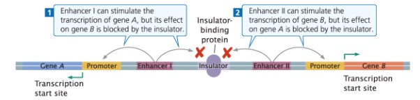 Solved What would be the effect of moving the insulator | Chegg.com