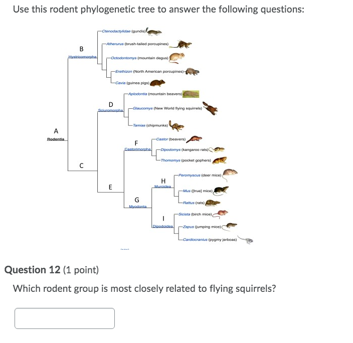 Solved Use this rodent phylogenetic tree to answer the | Chegg.com