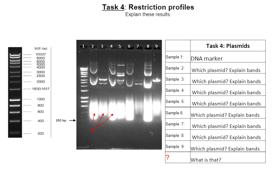 Dna Marker Hyper Ladder Band Size Bp Ng Band Chegg Com