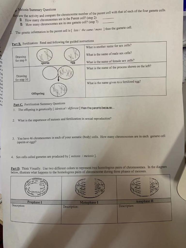 Meiosis Summary Questions Review The Activity And Chegg Com