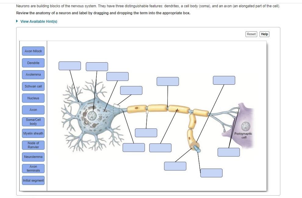 1: The basic anatomy of the neuron. The soma is the body of the