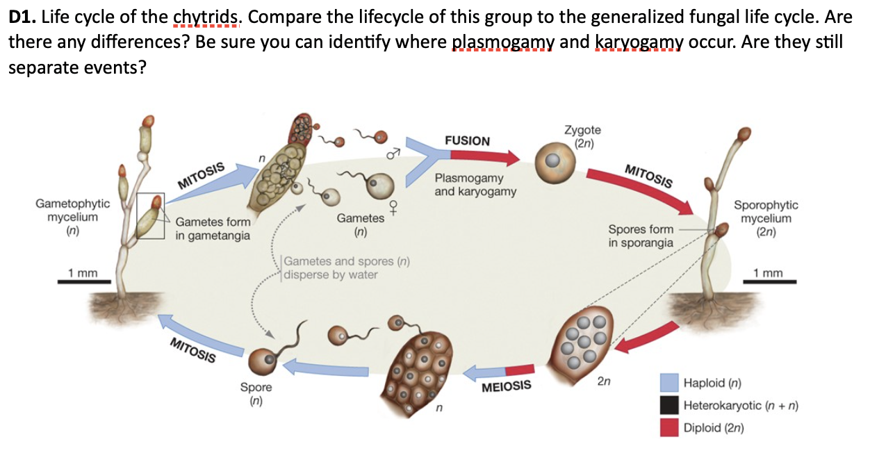Solved Generalized Fungal Life Cycle Fungi Illustrate 