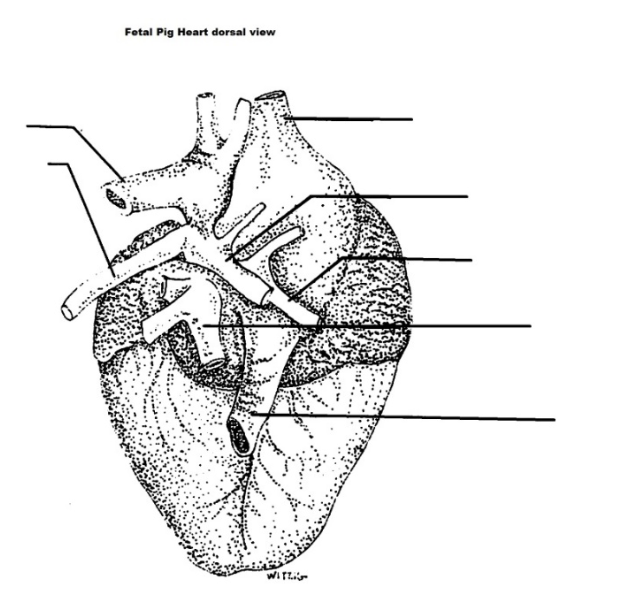 Solved Fetal Pig Heart dorsal view Withi | Chegg.com