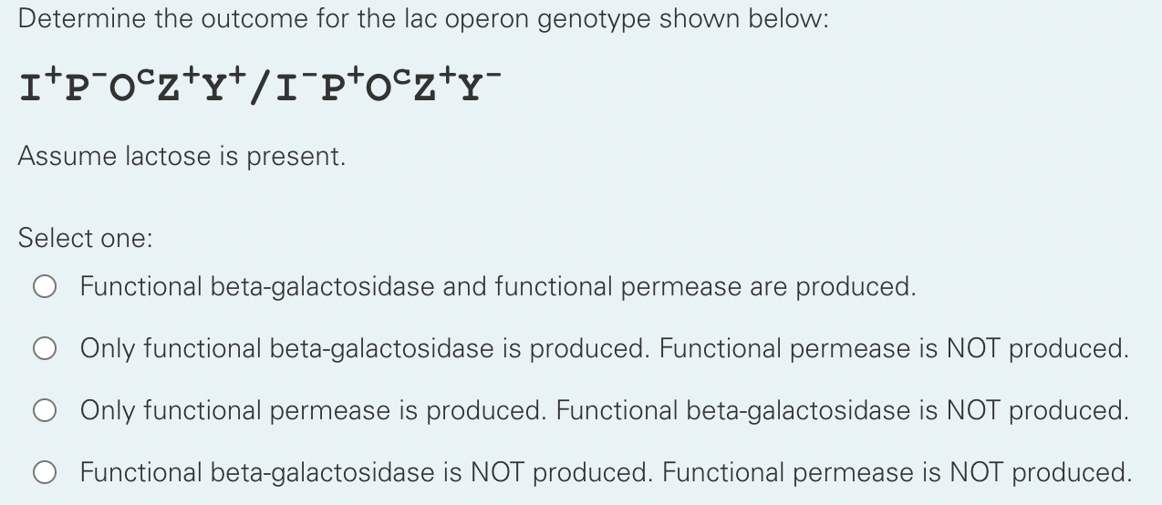 Determine the outcome for the lac operon genotype shown below:
\[
I^{+} P^{-} O^{C} Z^{+} Y^{+} / I^{-} P^{+} O^{C} Z^{+} Y^{