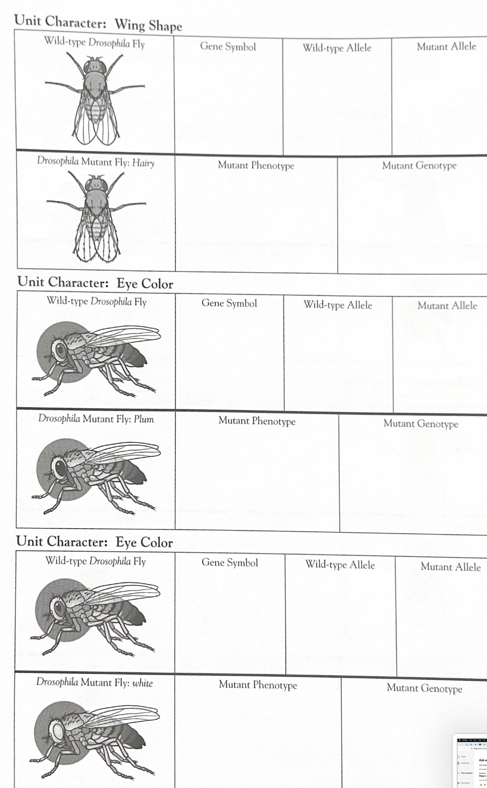 Solved Unit Character: Wing Shape Unit Character: Eye Color | Chegg.com