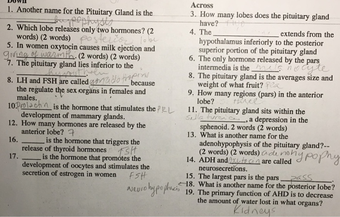 Solved Across 3 How Many Lobes Does The Pituitary Gland 1 Chegg