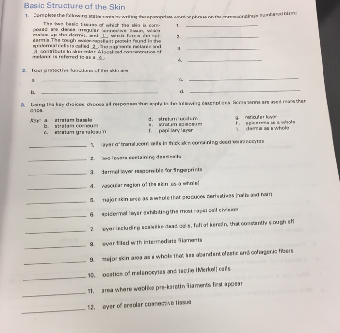 Solved Basic Structure of the Skin 1. Complete the following | Chegg.com