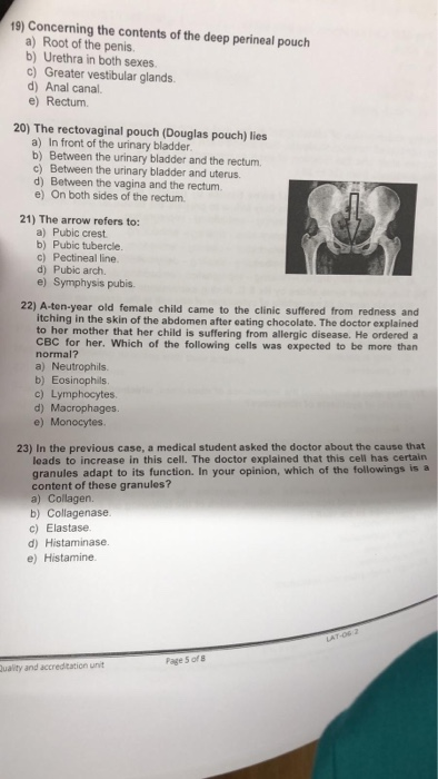 Solved 19) Concerning the contents of the deep perineal | Chegg.com