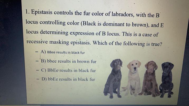 what epistasis labradors