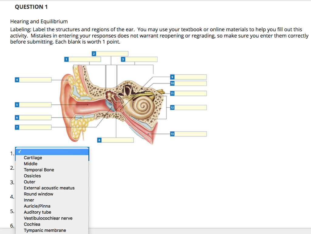 labeling parts of the inner ear practice