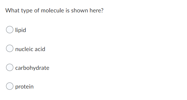 What type of molecule is shown here?
lipid
nucleic acid
carbohydrate
protein