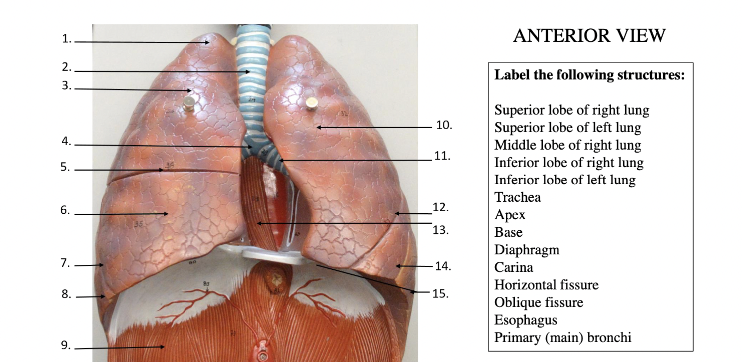 Solved Lateral View \begin{tabular}{|l|} \hline Label the | Chegg.com