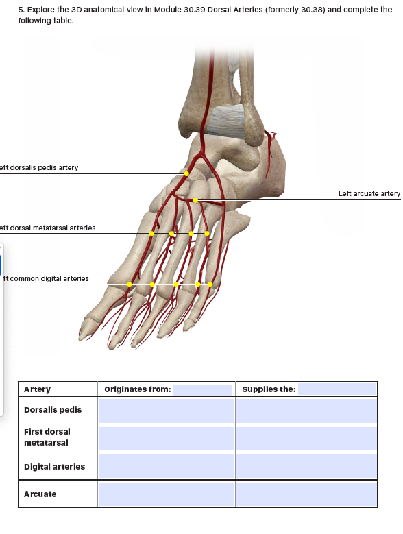 Solved 5. Explore the 3D anatomical vlew In Module 30.39 | Chegg.com