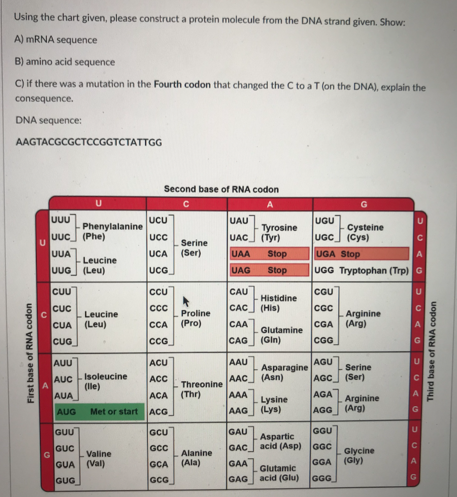 Solved Using the chart given, please construct a protein | Chegg.com