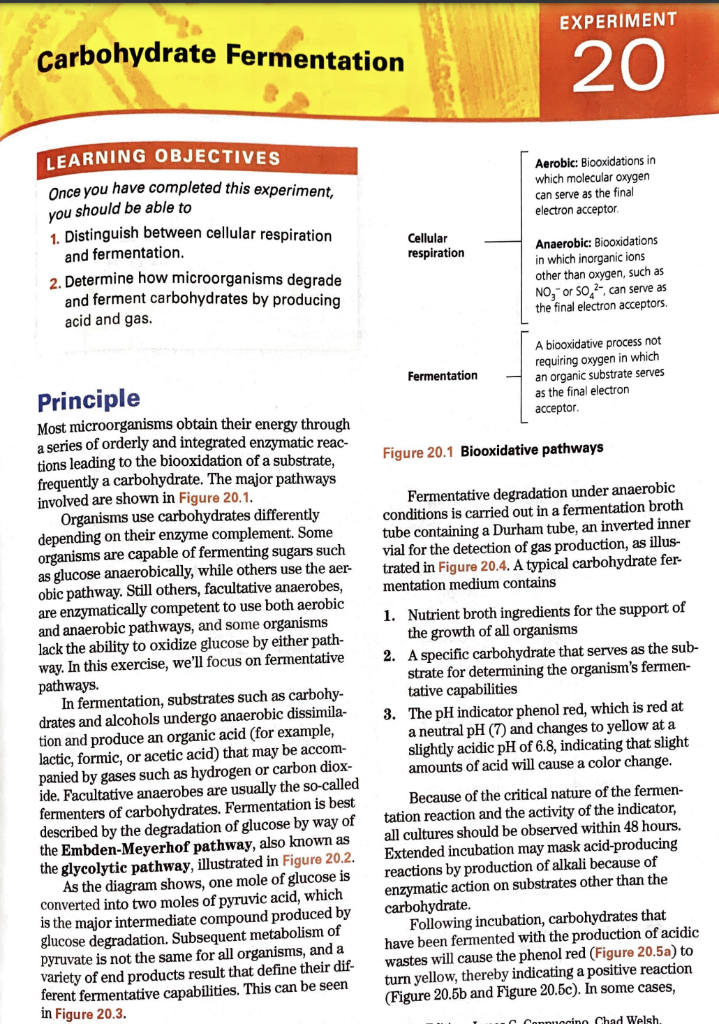 Carbohydrate Fermentation
LEARNING OBJECTIVES
Once you have completed this experiment,
you should be able to
1. Distinguish b