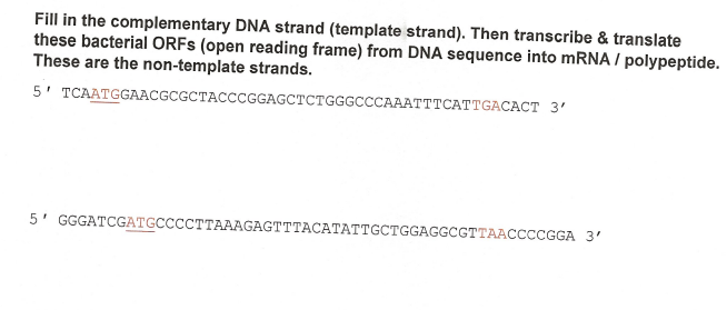 Solved Fill In The Complementary Dna Strand Template Chegg Com