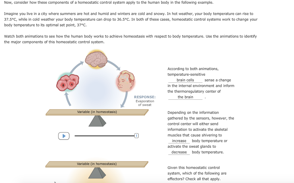 Solved Now, Consider How These Components Of A Homeostati...