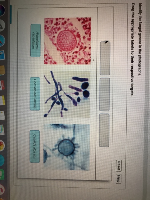 Solved Identify The Fungal Genera In The Photographs Drag