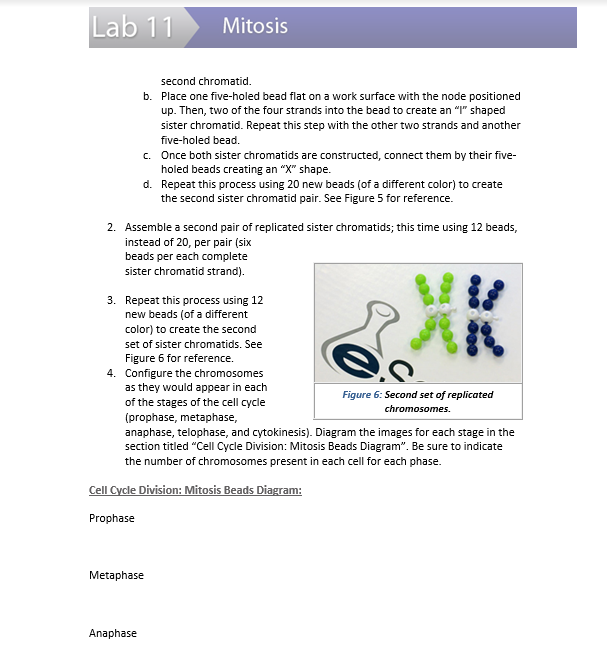 Solved Lab 11 Mitosis Experiment 2 Tracking Chromosomal