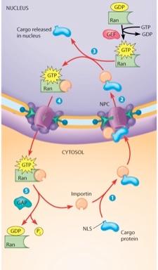 Solved Explain figure 16-33 (Transport through Nuclear pore | Chegg.com