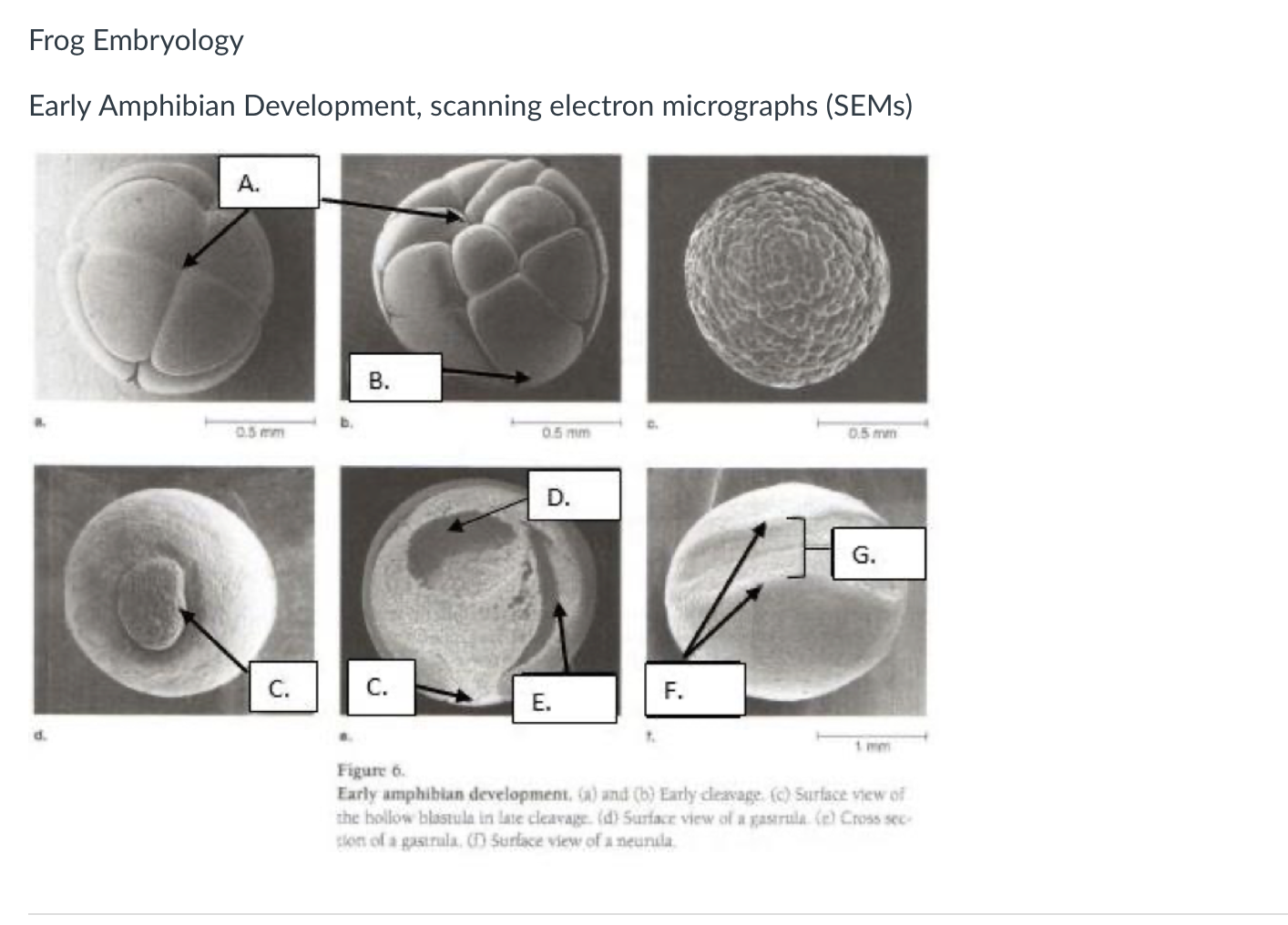 Solved Frog Embryology Early Amphibian Development, scanning | Chegg.com